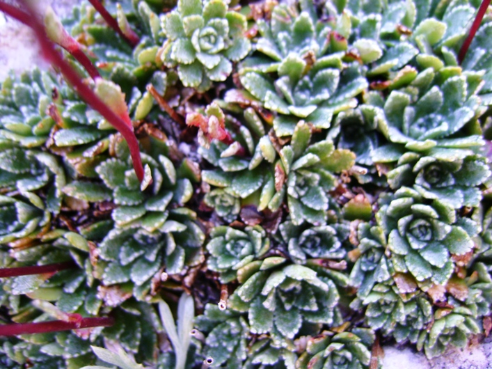 Saxifraga paniculata