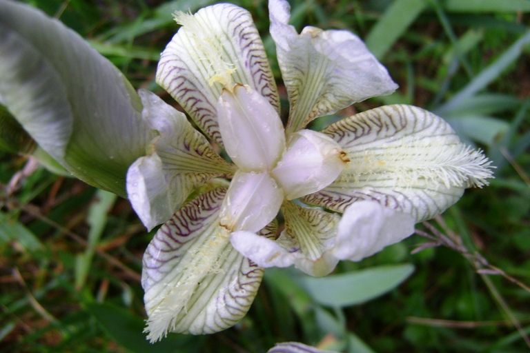 Iris sp.