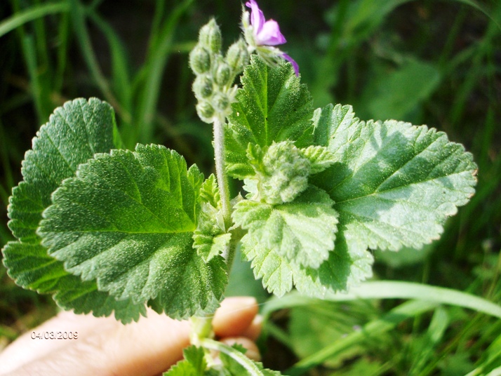 Erodium malacoides