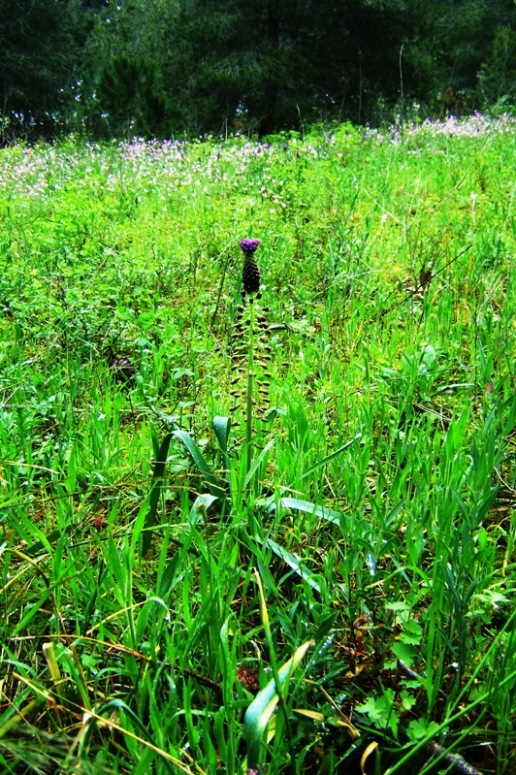 Muscari comosum