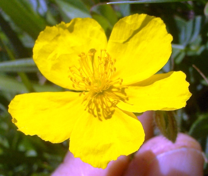 Helianthemum sp. e Hypericum richeri