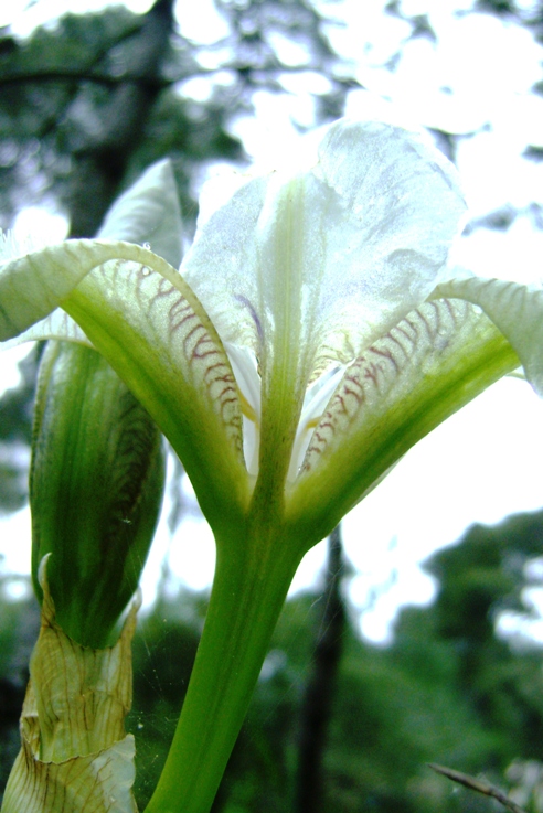 Iris sp.