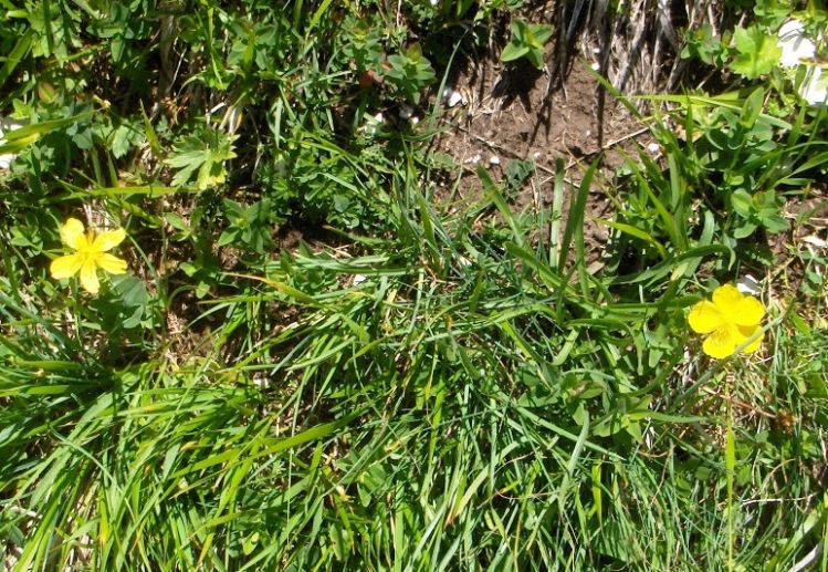 Helianthemum sp. e Hypericum richeri