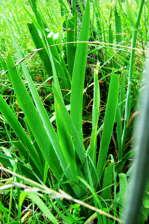 Iris sp.