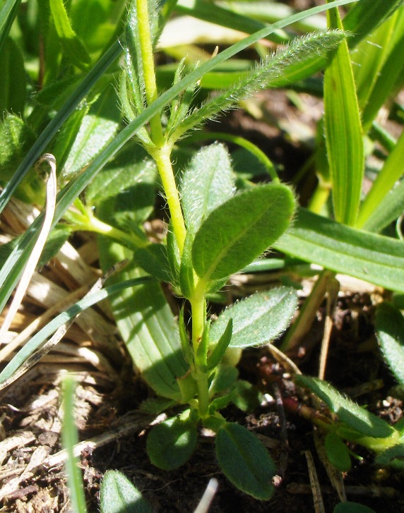 Helianthemum sp. e Hypericum richeri