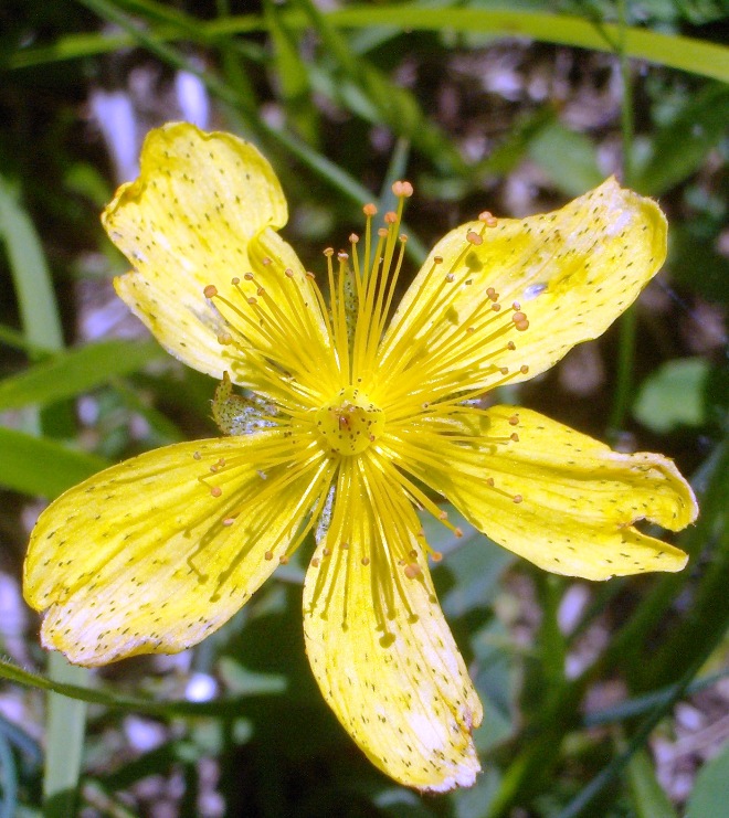Helianthemum sp. e Hypericum richeri