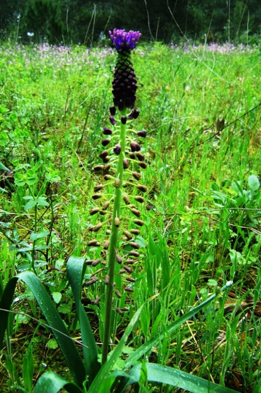 Muscari comosum