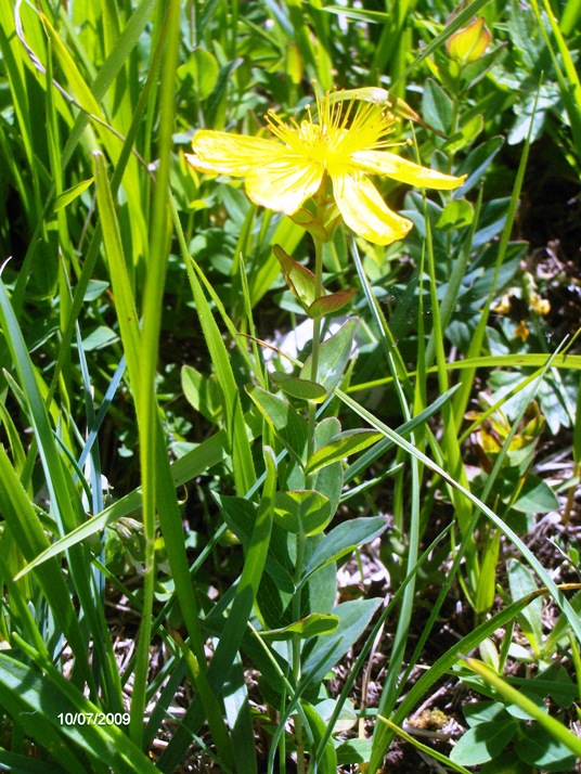 Helianthemum sp. e Hypericum richeri