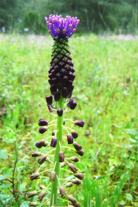 Muscari comosum