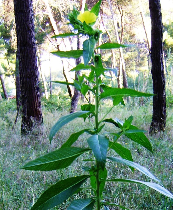 Oenothera biennis?