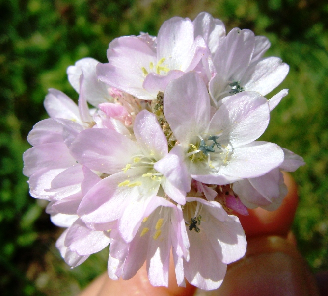 Armeria sp.