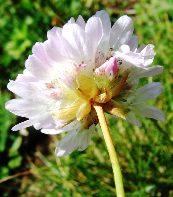 Armeria sp.