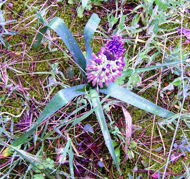 Muscari comosum