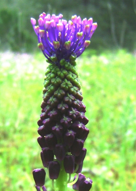 Muscari comosum