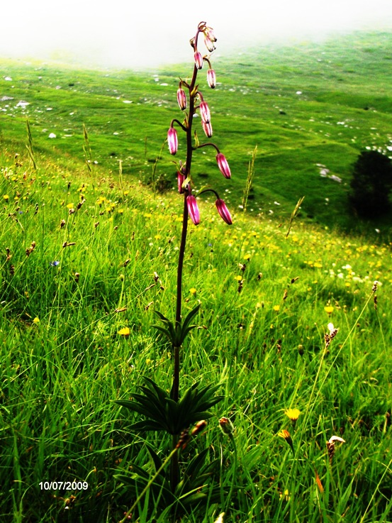 incontro piacevole. Lilium martagon