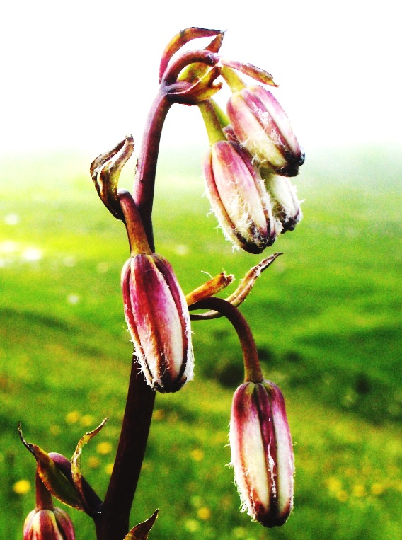 incontro piacevole. Lilium martagon
