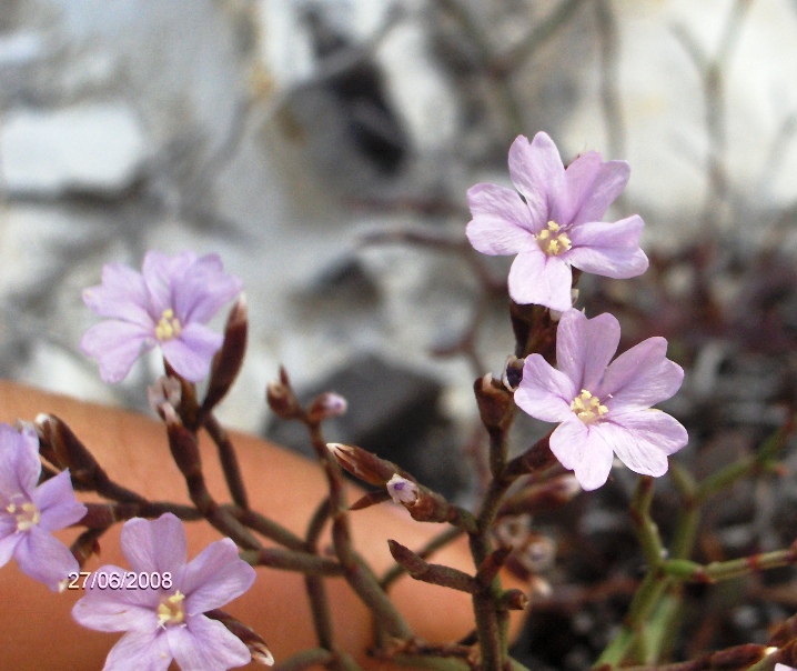 Fiore su scoglio - Limonium diomedeum