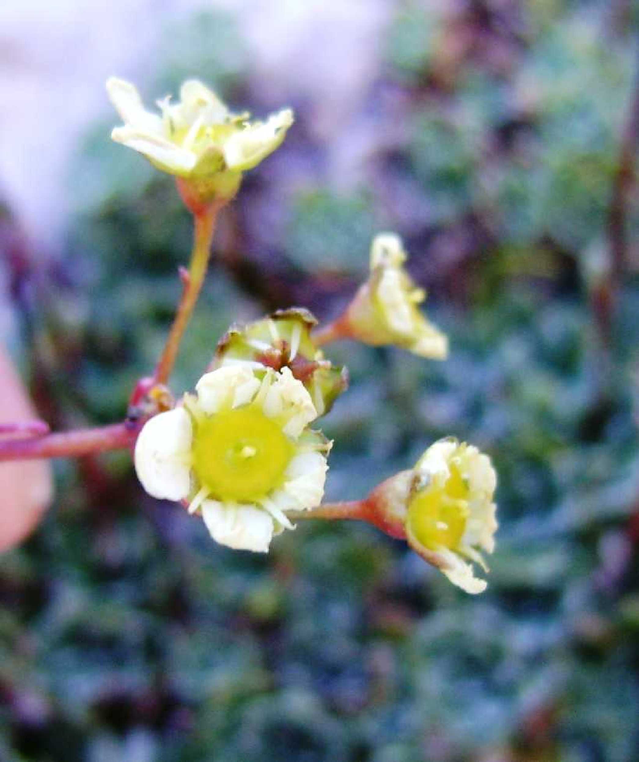 Saxifraga paniculata