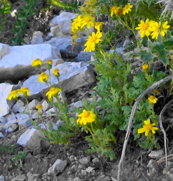 Senecio rupestris
