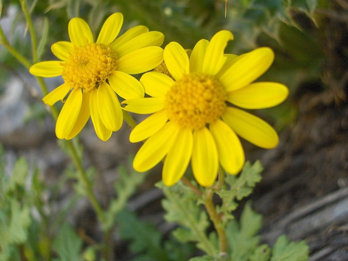 Senecio rupestris