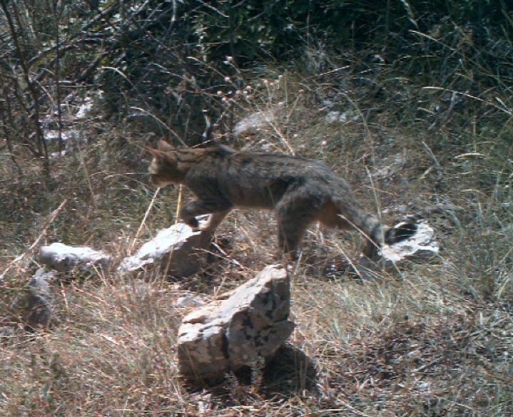 Gatto selvatico