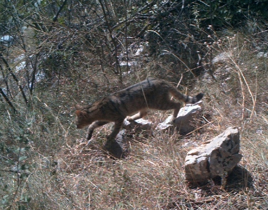 Gatto selvatico