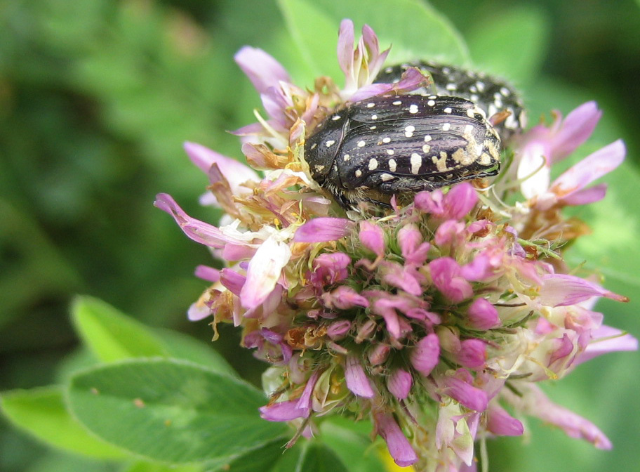 Oxythyrea funesta