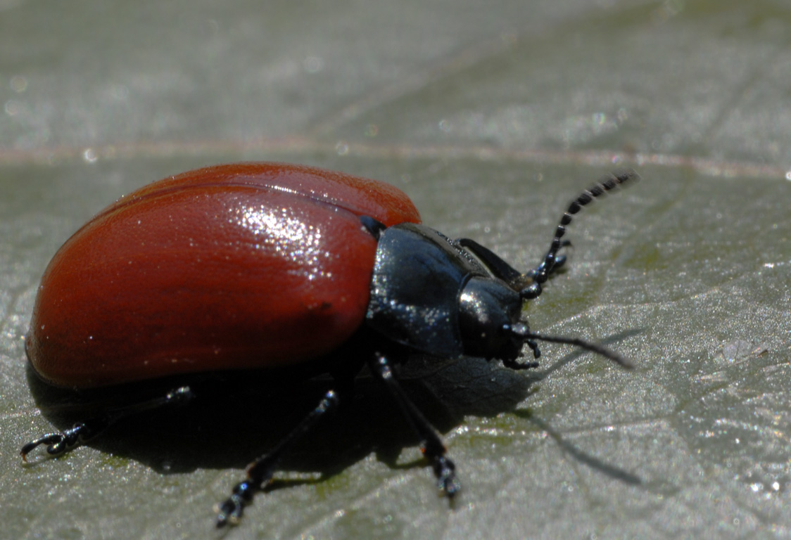 Coleottero da identificare (Chrysomela populi ?)