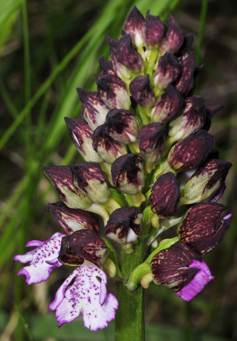 Orchidea ?
