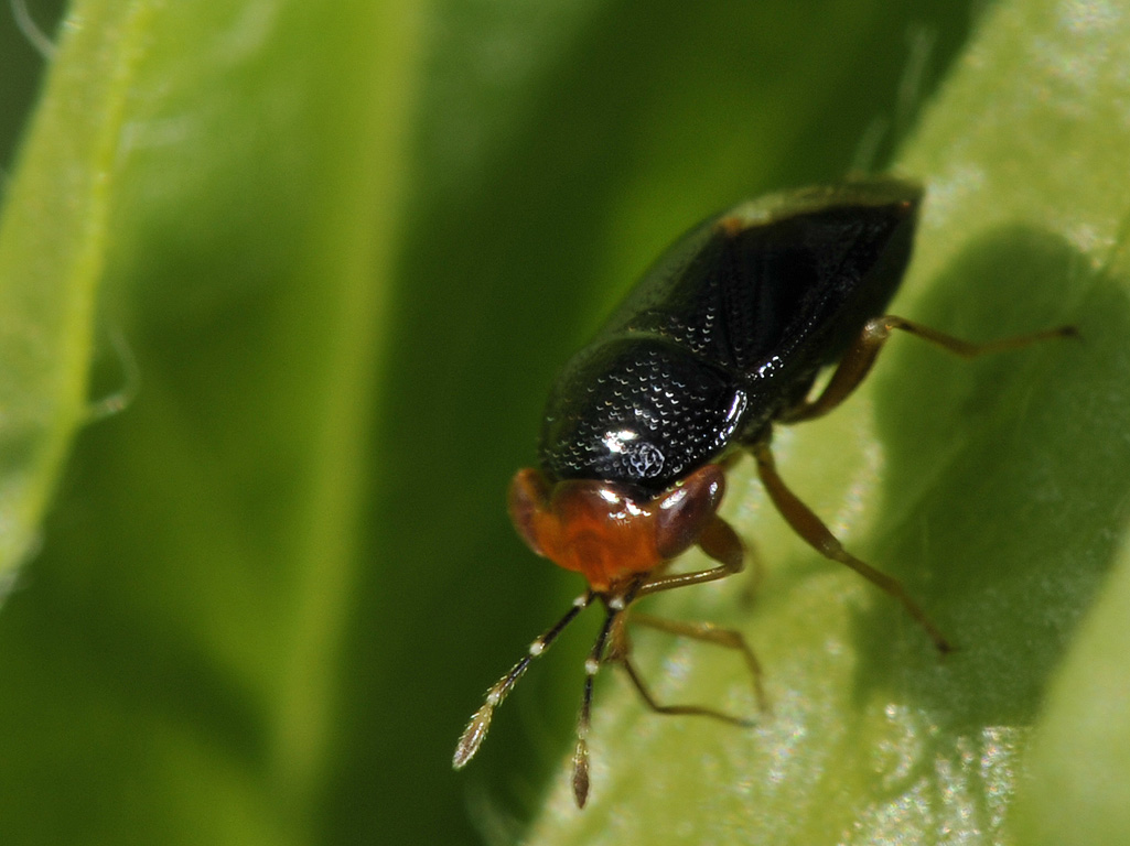 Geocoris (Piocoris) erythrocephalus