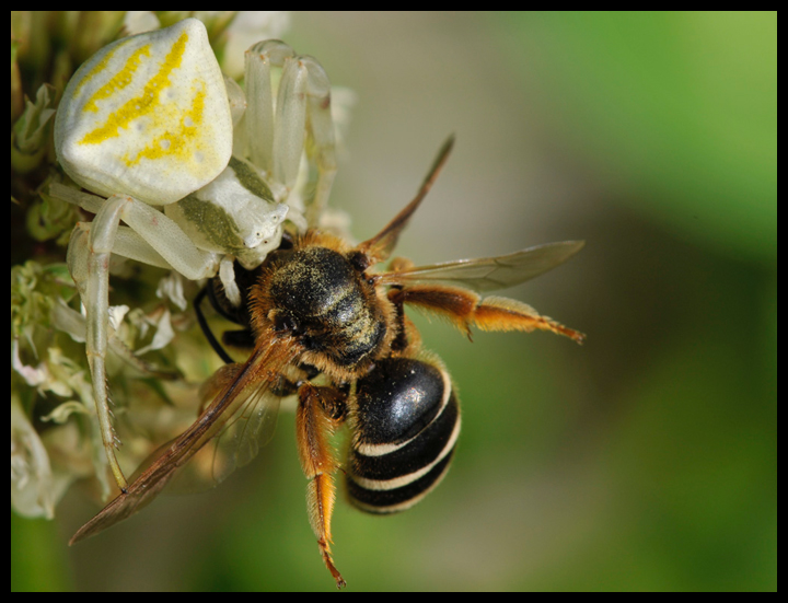 Il mistero della morte (scene di predazione di Thomisidae)