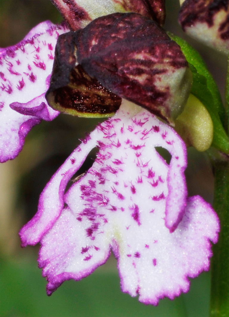 Orchidea ?