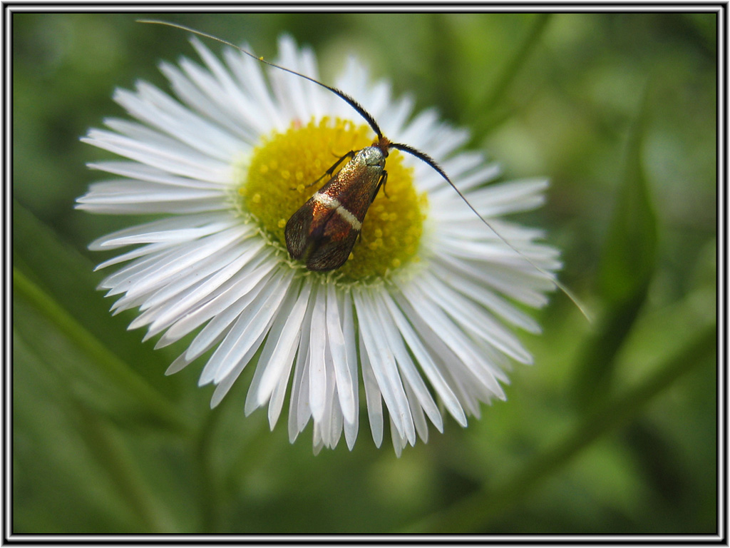 Adelidae : Adela australis