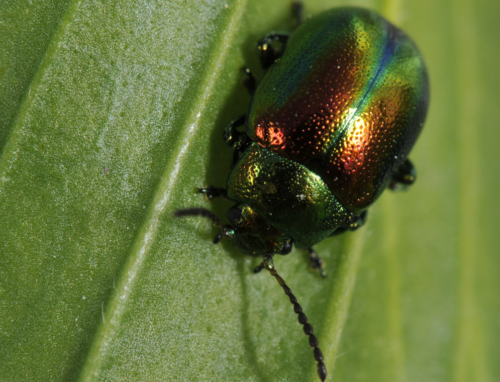 Chrysolina fastuosa del Cuneese