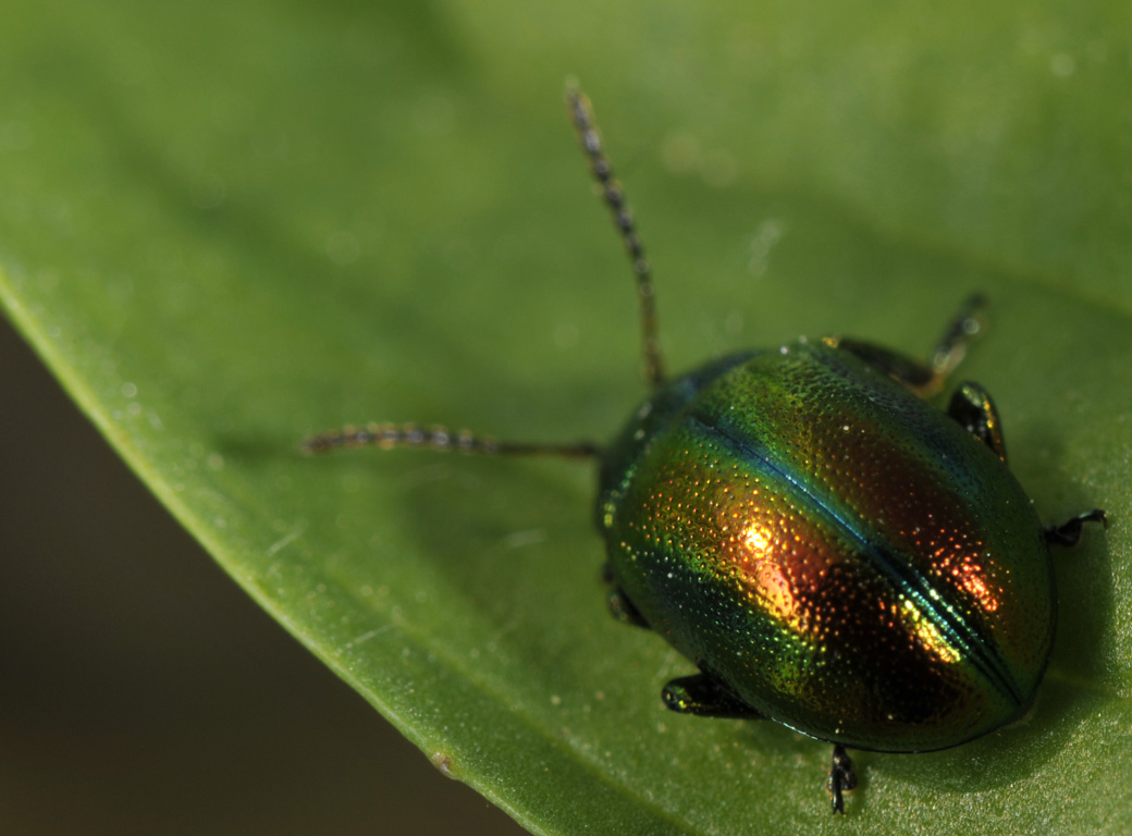 Chrysolina fastuosa del Cuneese