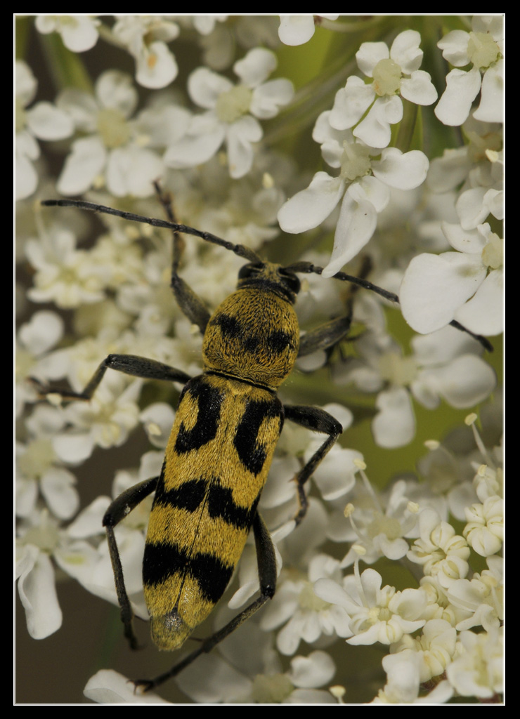 Chlorophorus varius di Alba