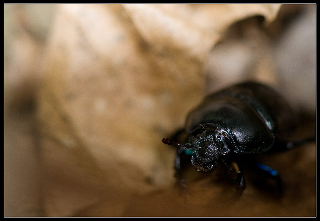 Coleottero da identificare: Anoplotrupes stercorosus