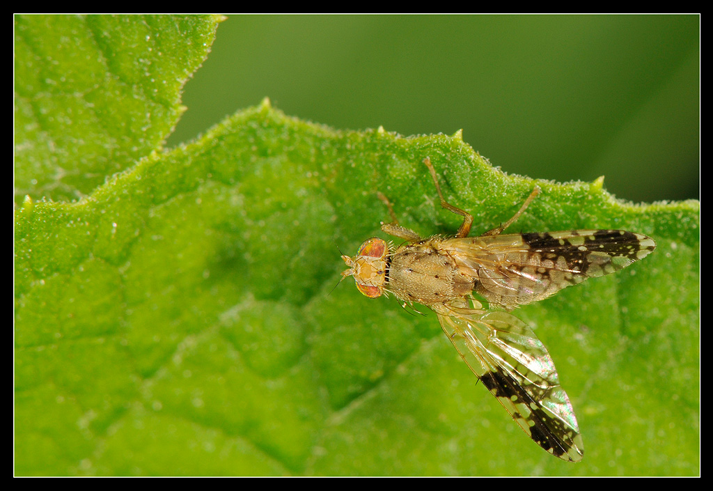 Tephritis cf. bardanae (Tephritidae)