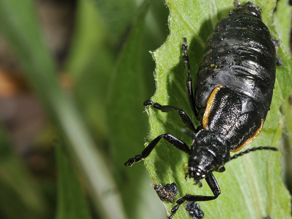 Meloe violaceus, femmina e falso Meloe, Arima marginata s.l. (Chrysomelidae) femmina