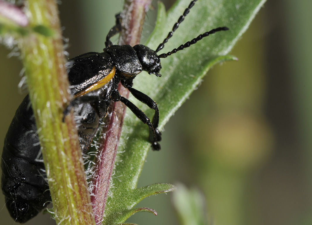 Meloe violaceus, femmina e falso Meloe, Arima marginata s.l. (Chrysomelidae) femmina