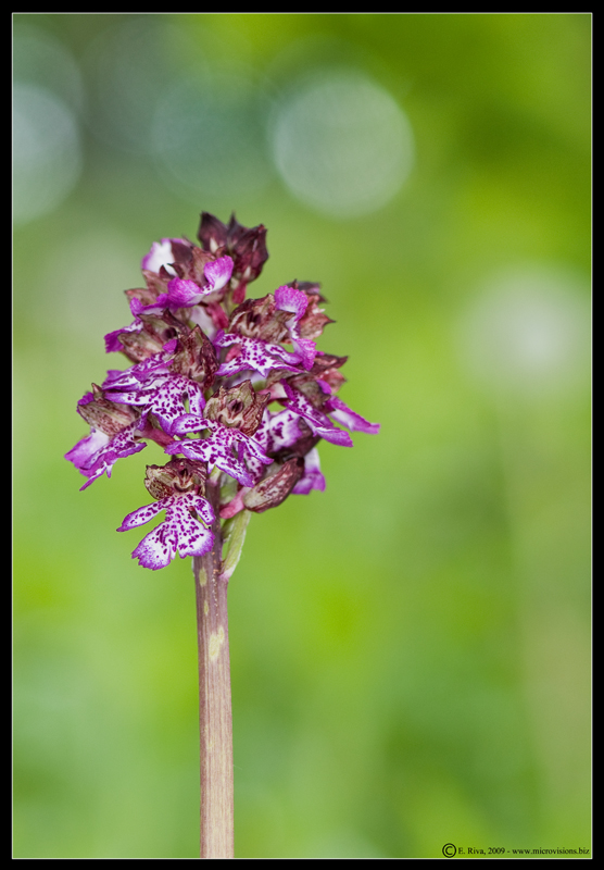 Orchis purpurea