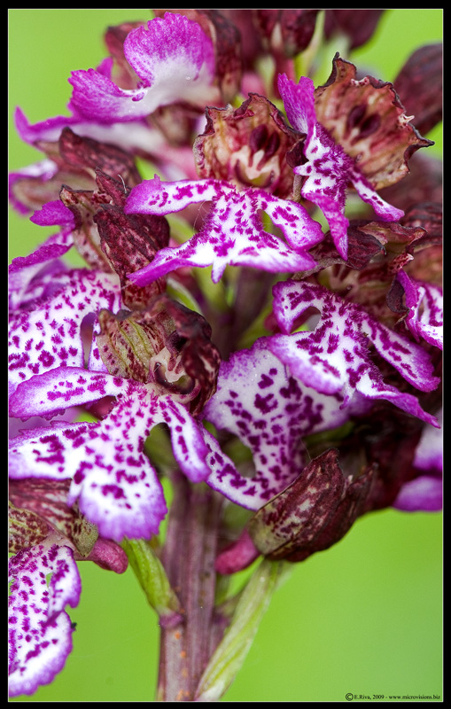 Orchis purpurea