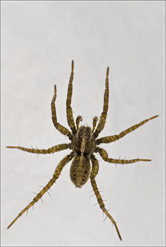 Pardosa sp.