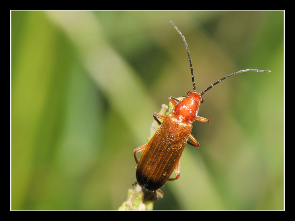 Rhagonycha fulva