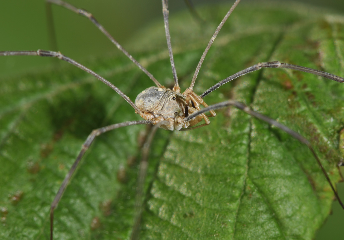 Opiliones