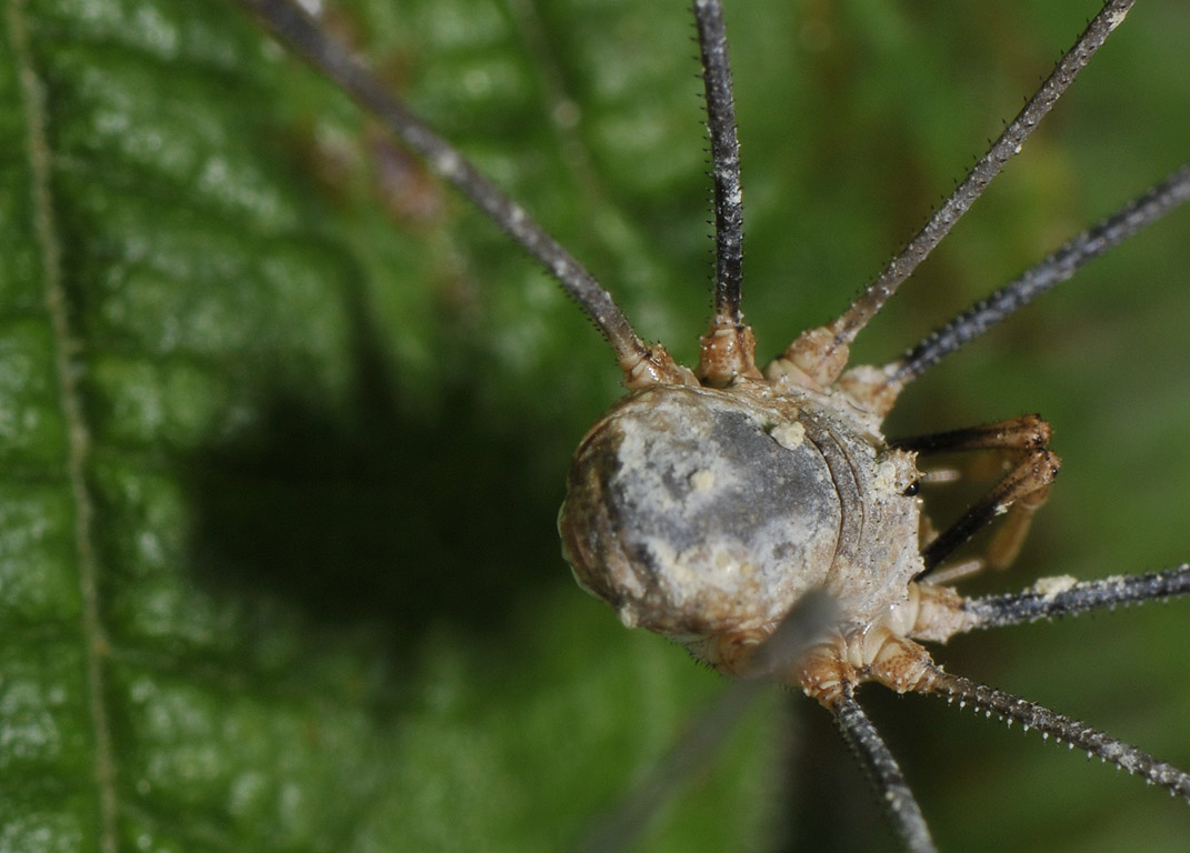 Opiliones