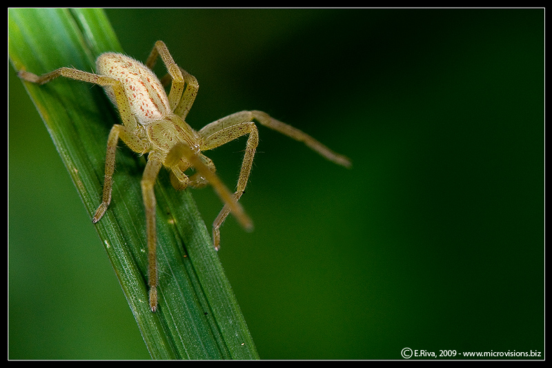 Micrommata sp.