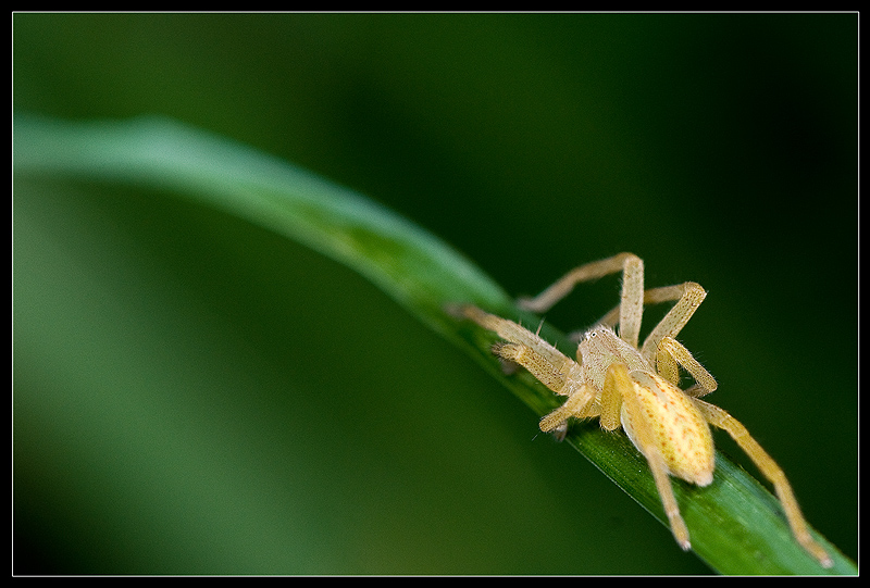 Micrommata sp.