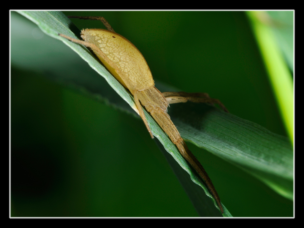 Tibellus sp.