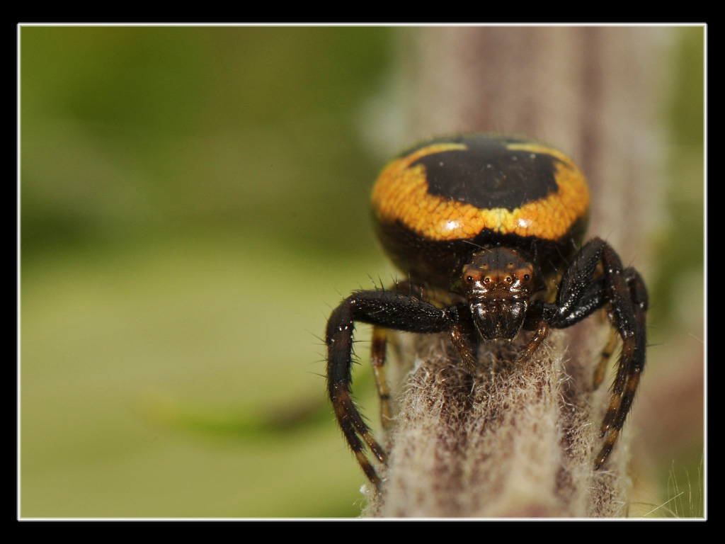 Synaema globosum